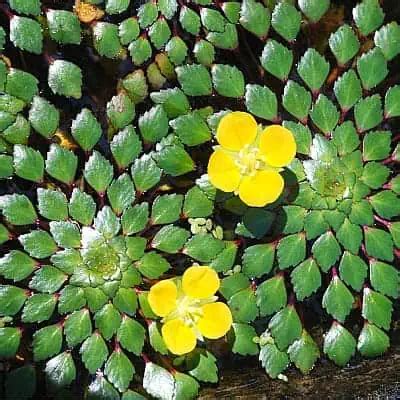 How to Plant & Grow Mosaic Plant (Ludwigia sedioides) - Pond Informer