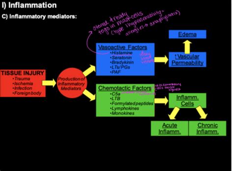 Chronic Inflammation And Repair Flashcards Quizlet