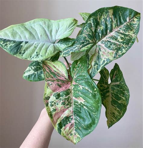 Syngonium Confetti Tricolor Plant Leaves Plants Indoor Plants