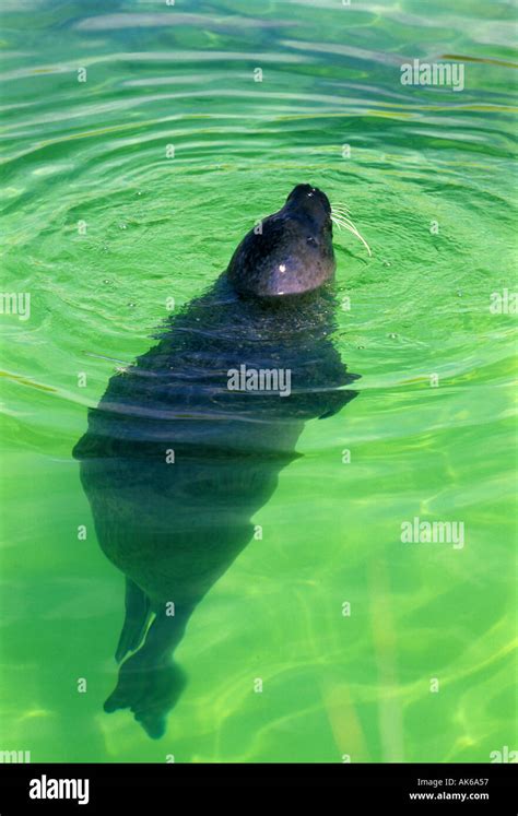 Is A Sea Dog A Seal