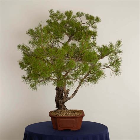 Pinus Sylvestris Ikigai Bonsai