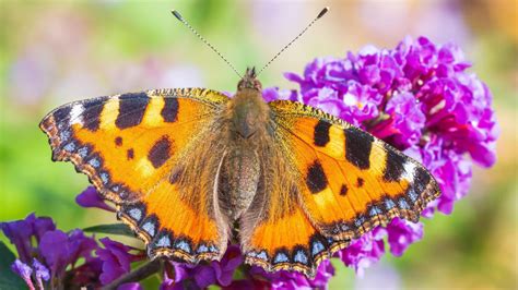 Best plants for a butterfly garden – discover 12 wildlife-friendly blooms