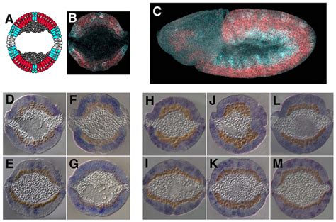 Dynamic Expression Patterns Of Pyr And Ths Regulate Mesoderm Migration