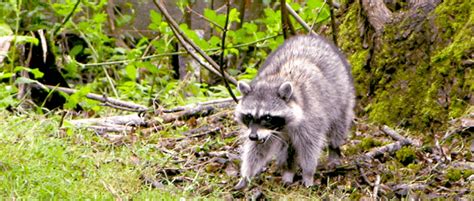 Flavored bait could improve raccoon rabies vaccinations - The Wildlife ...