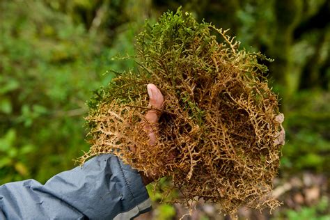 Ecosistemas Andinos Una Diversidad Preciada Andean Forests