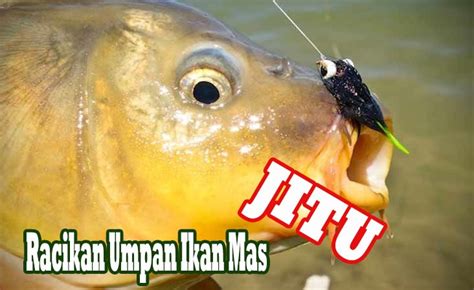 Umpan Ikan Mas Paling Jitu Background Hobi Mancing