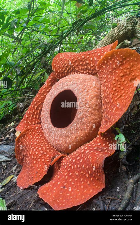 Rafflesia Arnoldii Sumatra La Plus Grande Fleur Du Monde Photo Stock