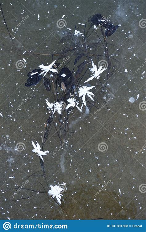 Plantas congeladas no lago foto de stock Imagem de ninguém 131391508