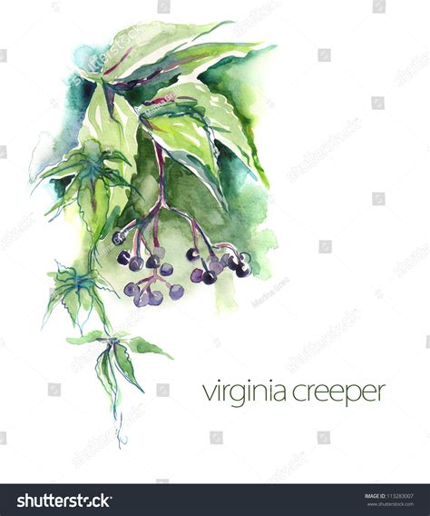 Watercolor Virginia Creeper Twig Stock Illustration 113283007