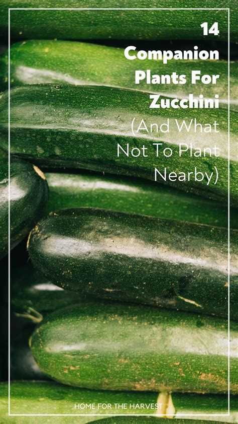 Companion Planting Zucchini Squash Companion Plants Cucumber Companion Plants Companion