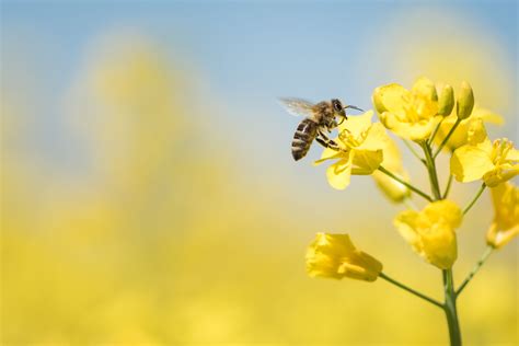 Neonicotinoid Pesticides May Be Addictive to Bees | Bee, Insects ...