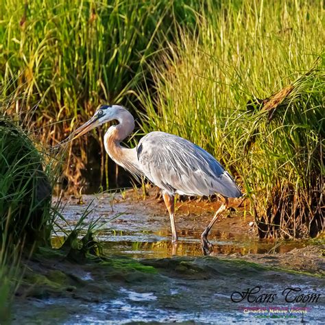 Canadian Nature Visions | Salt Marsh Birds