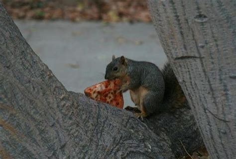 Squirrels Are Notorious Pizza Thieves Barnorama