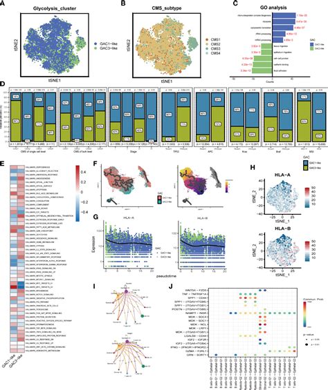 Frontiers Machine Learning Based Glycolysis Associated Molecular