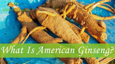 The 12 Charming American Ginseng Benefits [#5 Is Huge]