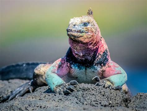 New research will make it easier to rank species vulnerability - Earth.com