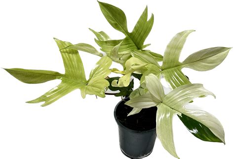 Philodendron Florida Ghost Mint Limited Leaves Limited Leaves