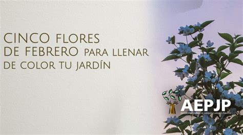 Tipos De Flores Y Su Significado Conoce El Alma De La Naturaleza Aepjp