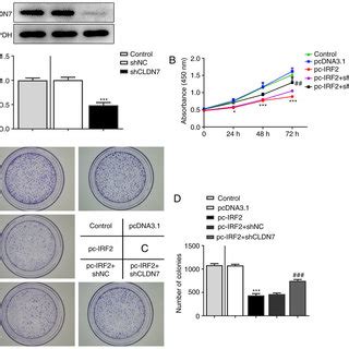 Cldn Knockdown Reverses The Inhibitory Effects Of Irf Overexpression