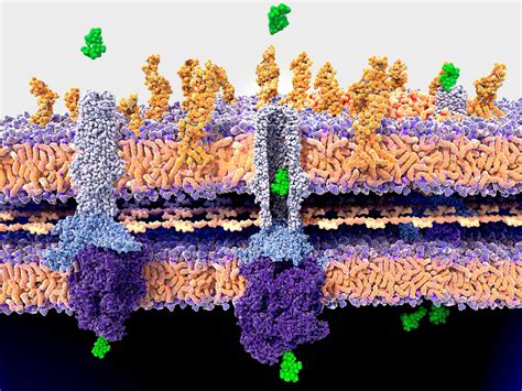 Antibiotic Breakthrough Scientists Finally Figure Out How Penicillin