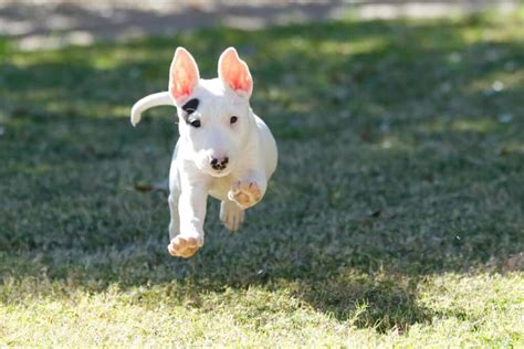 Bullterrier Z Chter Mit Welpen In Der N He Liste Hunde De