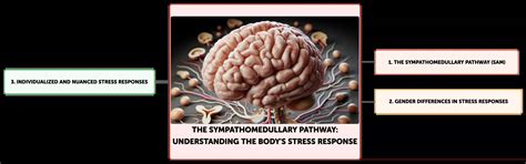 The Sympathomedullary Pathway Understanding The Bodys Stress Response