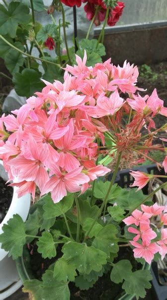 Белая, розовая, красная, есть королевская герань 250р.Цена без учёта ...