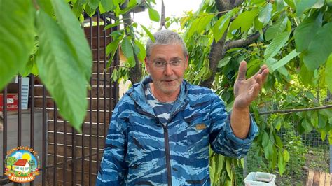 УРАГАННЫЙ ВЕТЕР поломал деревья. Привезли новых жильцов на хутор. - YouTube