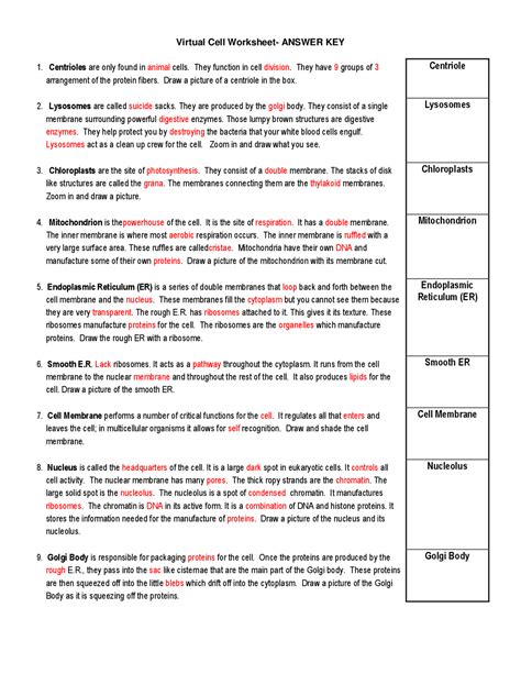 Review And Reinforcement Answers Cells 3
