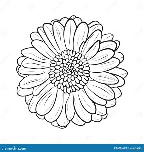 26 Best Ideas For Coloring Gerbera Daisy Coloring Pages