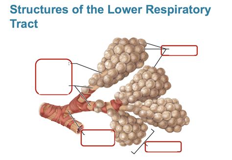 Structures Of Lower Respiratory Tract Diagram Quizlet