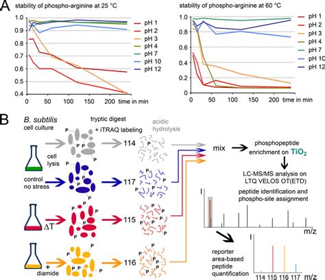 Quantitative Mass Spectrometric Analysis Of Arginine Phosphorylation Download Scientific