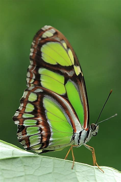 Malachite butterfly