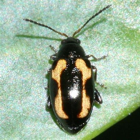 Striped Flea Beetle – Identification, Life Cycle, Facts & Pictures