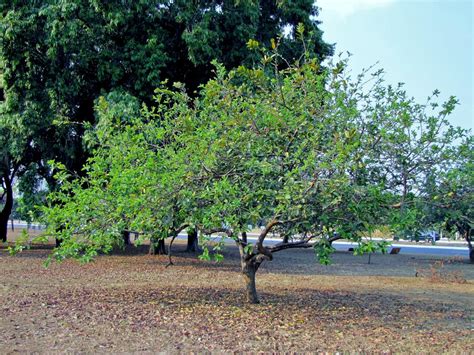 Guayabo Psidium Guajava