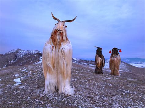 Козли Goats - Ivo Danchev's Portfolio