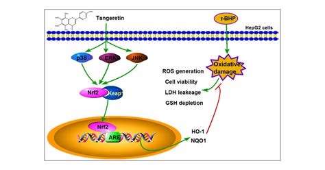 Attenuation Of Tert Butyl Hydroperoxide T Bhp Induced Oxidative