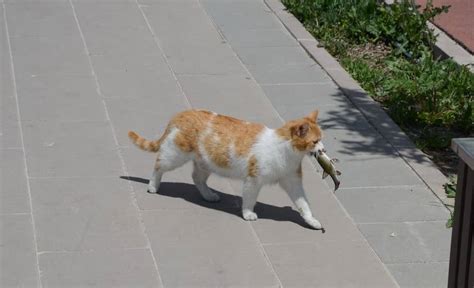 Cómo cazan los gatos Así es la caza en los felinos