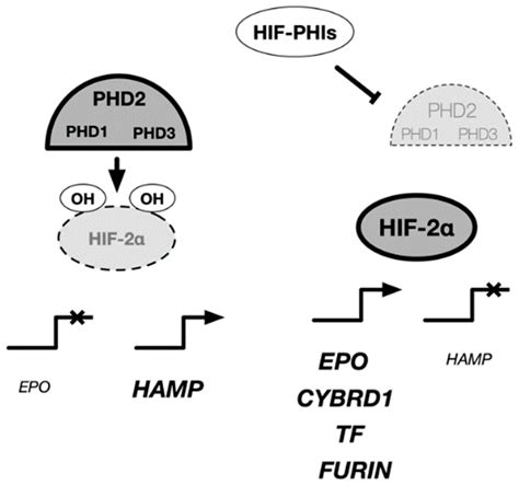 Biomedicines Free Full Text Hif α Prolyl Hydroxylase Inhibitors And