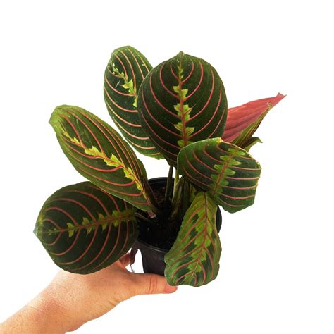 Large purple prayer plant – Artofit