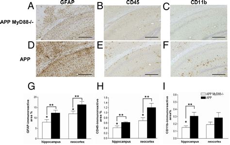 Figure 3 From Short Communication MyD88 Deficiency Ameliorates Cid 1