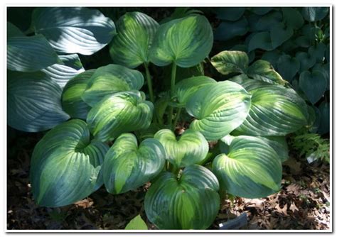 Hosta.com.ua. Хоста Holy Mole (Холи Моли, Холи Моул): описание, фото,