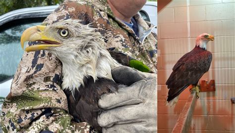 Rescued Bald Eagle With Lead Toxicity Being Treated At University Of