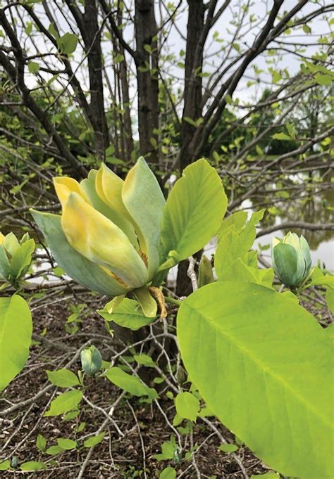 Cucumbertree Magnolia Johnsons Nursery Kb