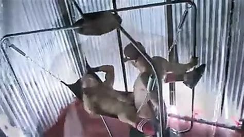 Ricky Sinz Gay Porn Videos Porn Star Sex Scenes Xhamster