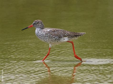 Common Redshank | KuwaitBirds.org