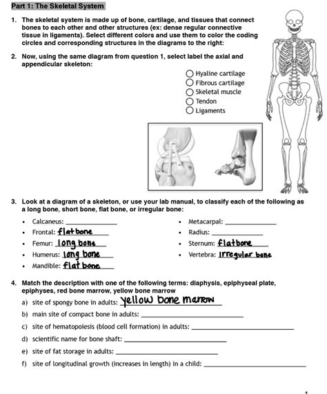 Part 1: The Skeletal System 1. The skeletal system is | Chegg.com 