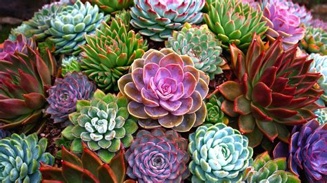 Which Succulents Are Safe for Pets? (And 7 Plants to Avoid)