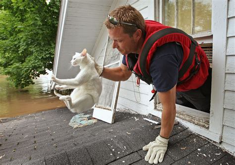 15 Pictures Of Cats Saved By Firemen Business Insider