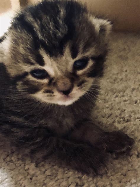 12 day old kitten : aww